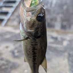 ブラックバス