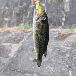 ブラックバス