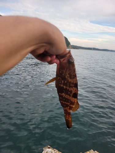 キジハタの釣果