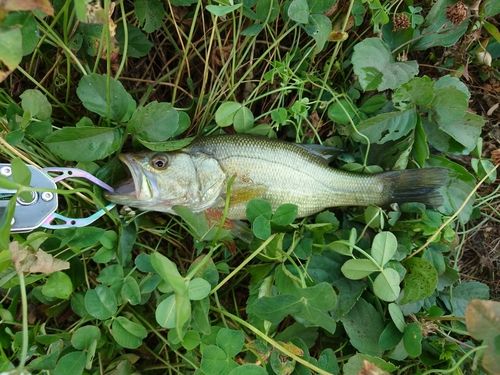 ラージマウスバスの釣果