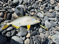 ショゴの釣果
