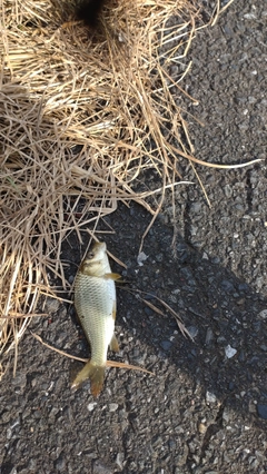 コイの釣果