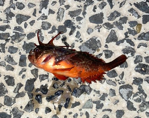 ハオコゼの釣果