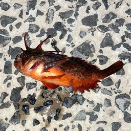 ハオコゼ