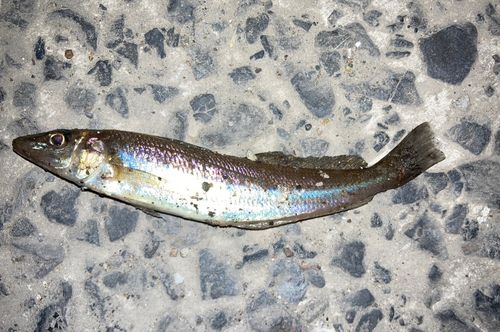 キスの釣果