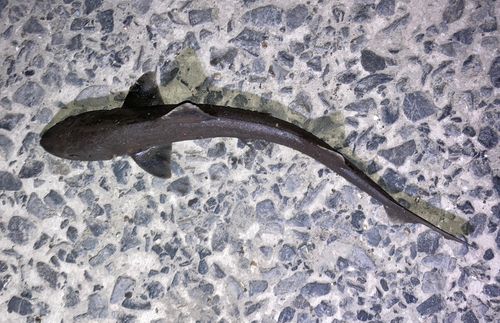 サメの釣果
