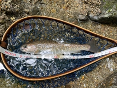 イワナの釣果