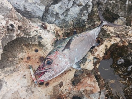 イソマグロの釣果