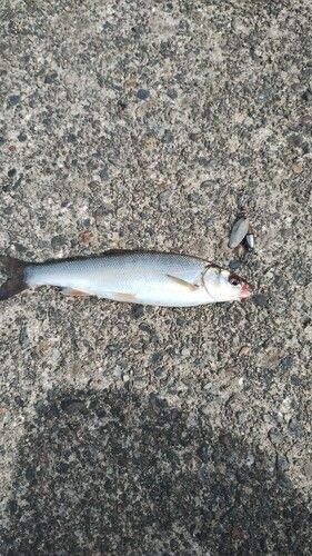 ウグイの釣果