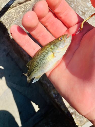 ラージマウスバスの釣果