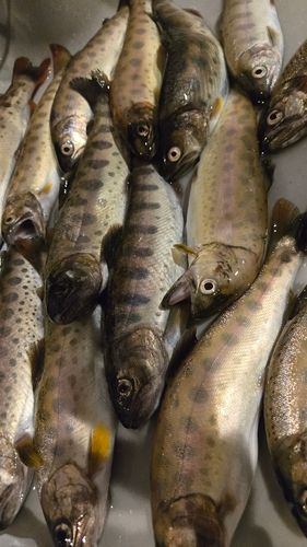 ヤマメの釣果
