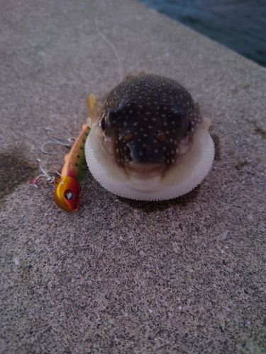 釣果