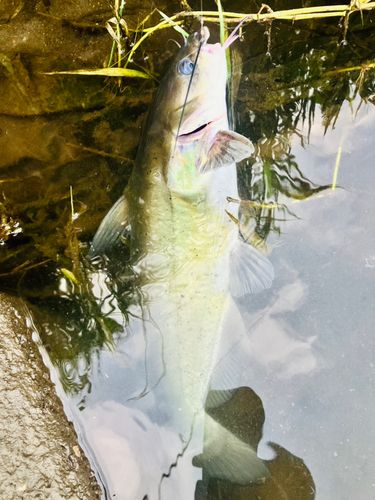 アメリカナマズの釣果