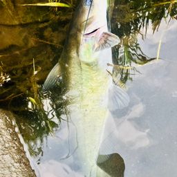 アメリカナマズ