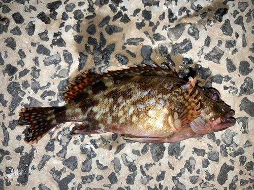 カサゴの釣果