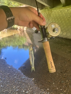 カワムツの釣果