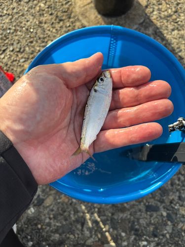 サッパの釣果