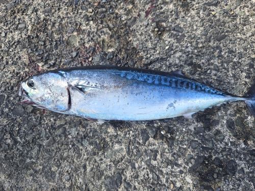 ソウダガツオの釣果
