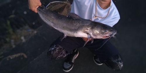 アメリカナマズの釣果