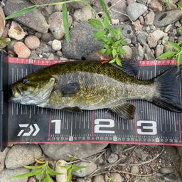 スモールマウスバス