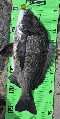 チヌの釣果
