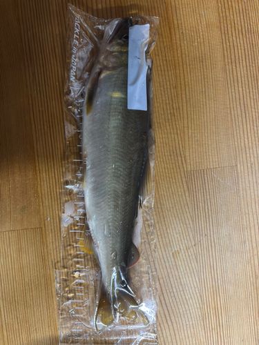 アユの釣果