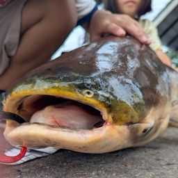 メコンオオナマズ