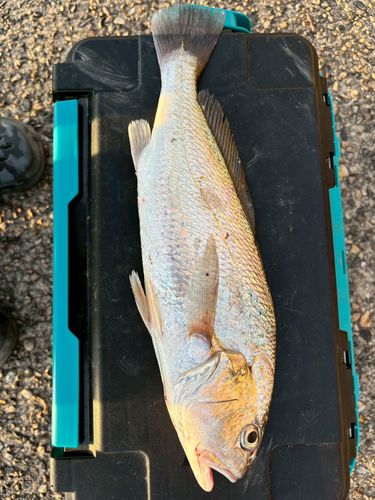 イシモチの釣果