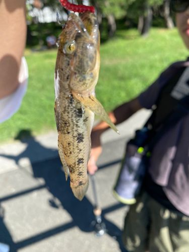 ウロハゼの釣果