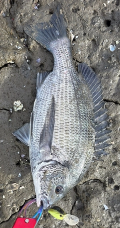 チヌの釣果