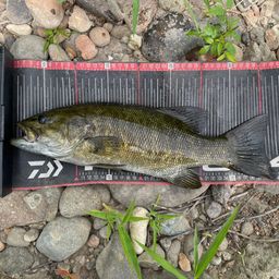 スモールマウスバス