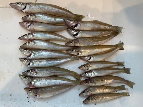 キスの釣果