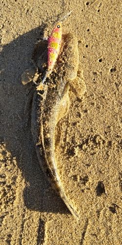 マゴチの釣果