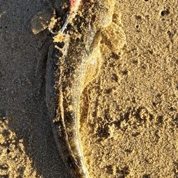 マゴチ