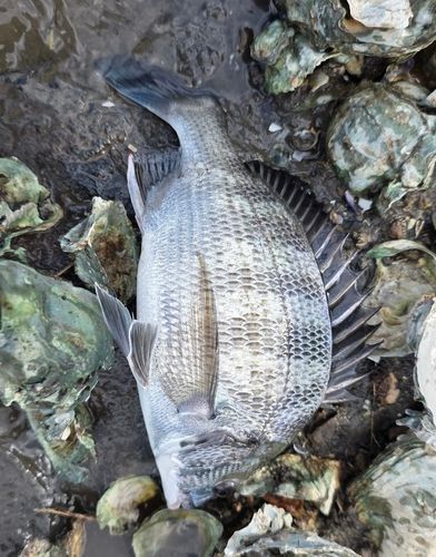 チヌの釣果