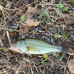 ラージマウスバス