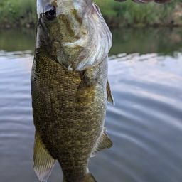 スモールマウスバス