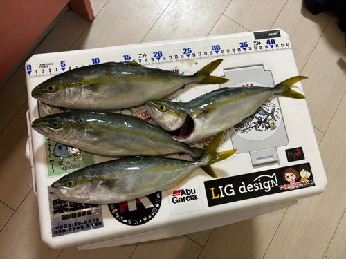 ワカシの釣果