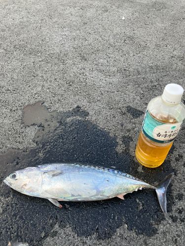 ソウダガツオの釣果