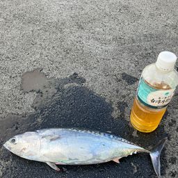 ソウダガツオ
