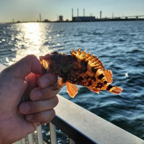 カサゴ