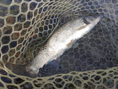 ウグイの釣果