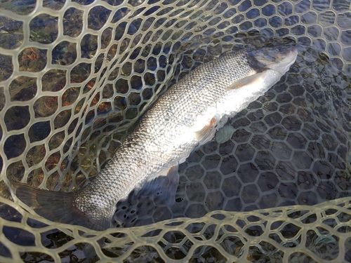 ウグイの釣果