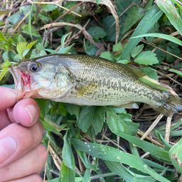 ラージマウスバス