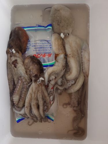 タコの釣果