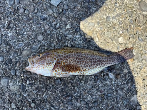 オオモンハタの釣果