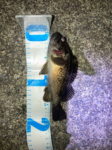 ソイの釣果