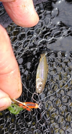 モロコの釣果