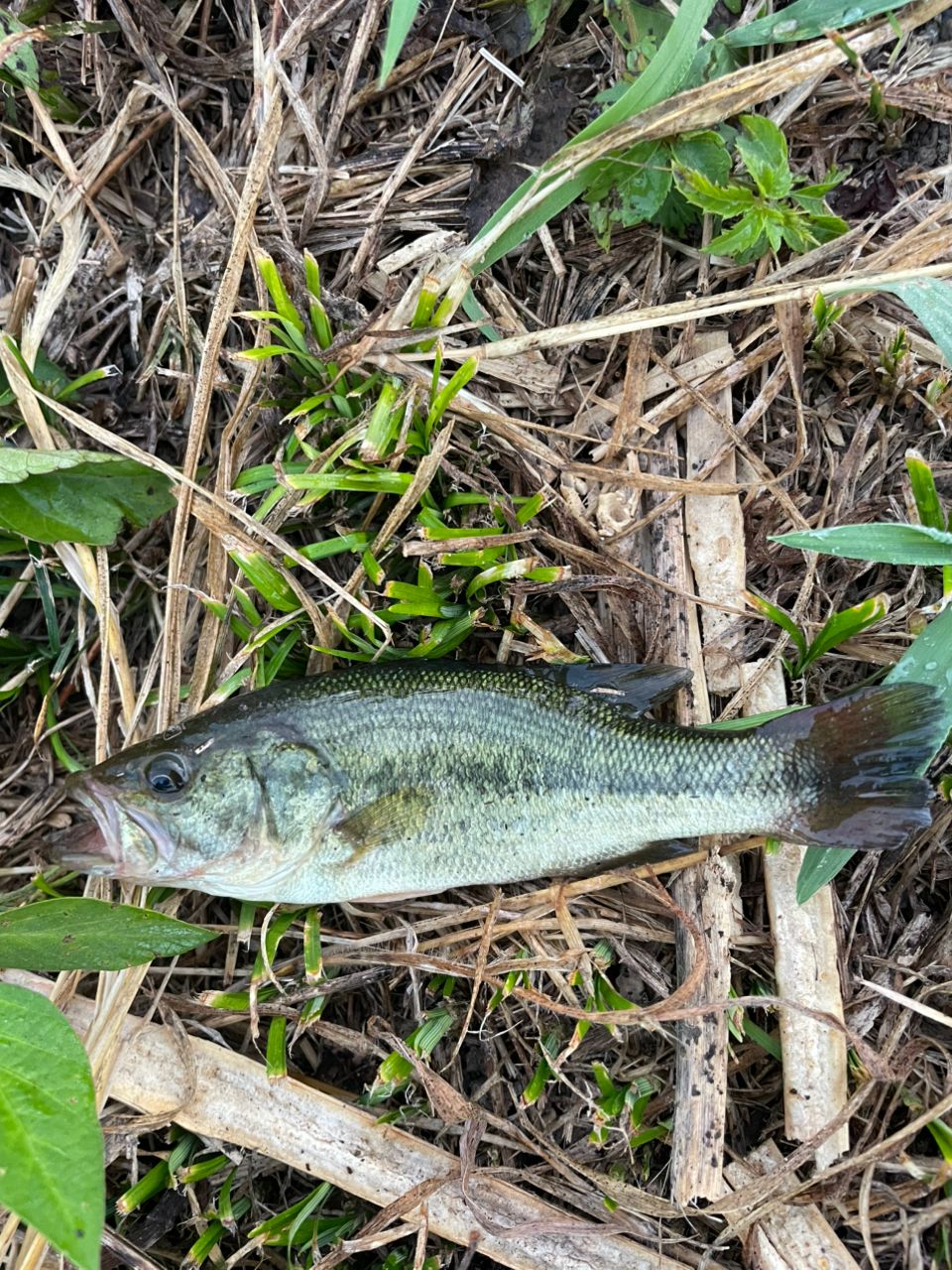 ラージマウスバス