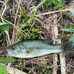 ラージマウスバス